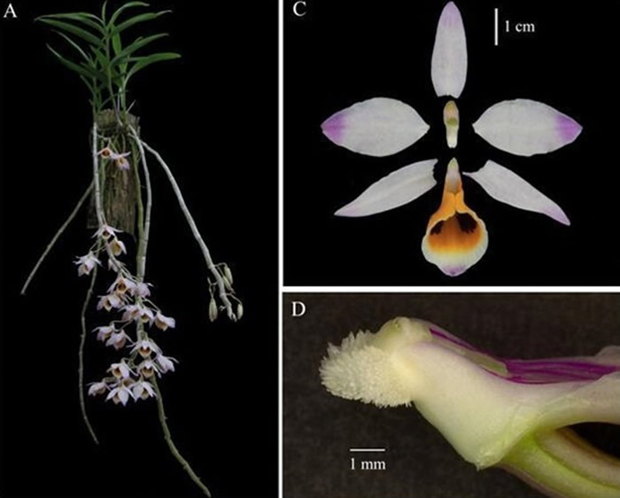 中国林科院林业所发现新种石斛兰 命名“景华”纪念已故林学家彭镇华