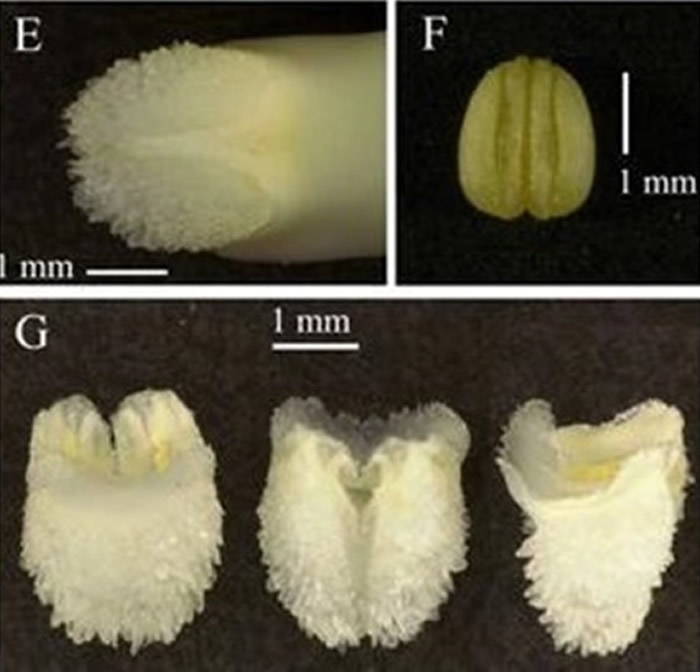 中国林科院林业所发现新种石斛兰 命名“景华”纪念已故林学家彭镇华