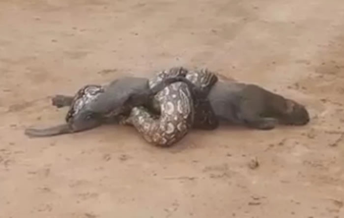 ����͢��������ʡ���޴�������ͼ��һֻϸ��è����