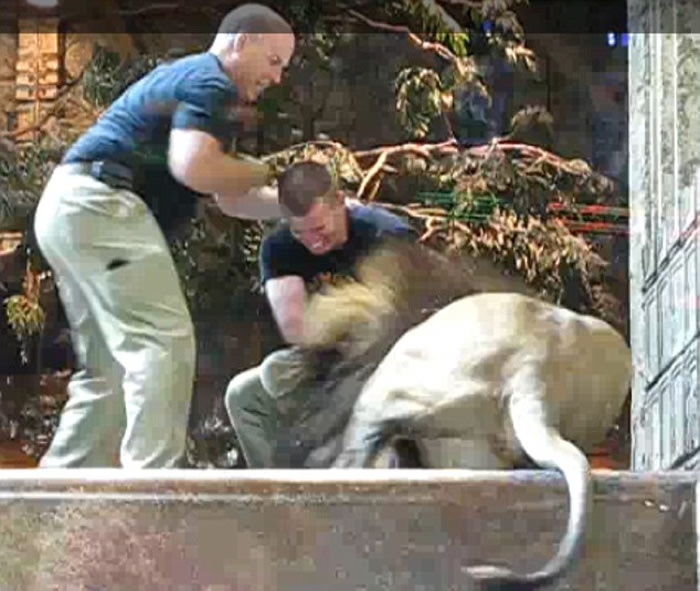 ������˹ά��˹����÷��Ƶ�ĳ���ʨͻȻ����ѵ��Ա ĸʨͦ����������