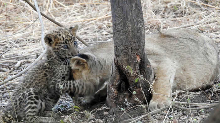 印度吉尔国家公园母亚洲狮掳走花豹孤儿 但接着下来的场景让科学家震惊