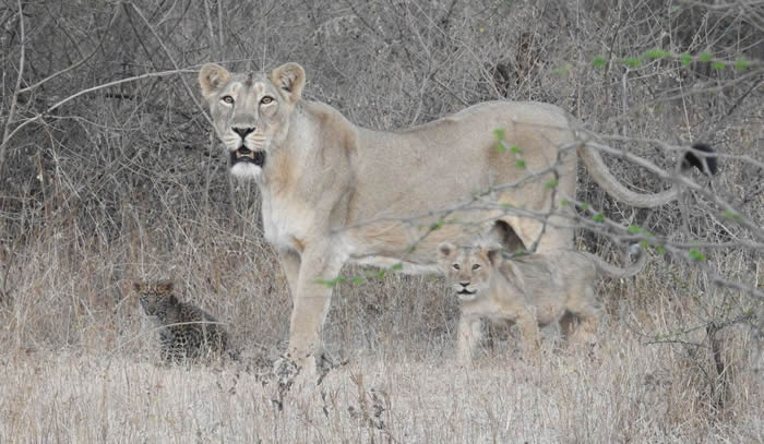 印度吉尔国家公园母亚洲狮掳走花豹孤儿 但接着下来的场景让科学家震惊