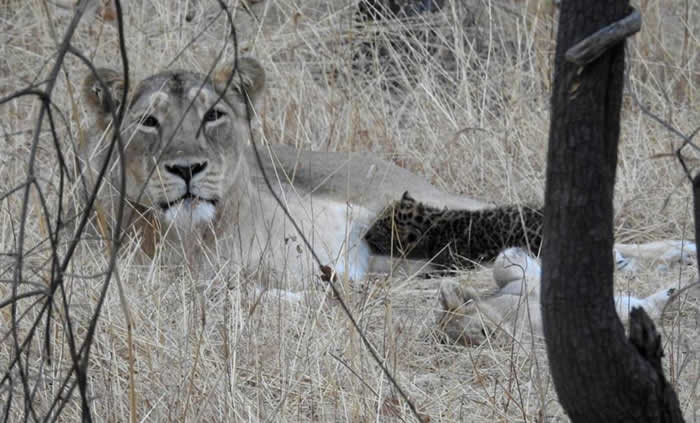 印度吉尔国家公园母亚洲狮掳走花豹孤儿 但接着下来的场景让科学家震惊