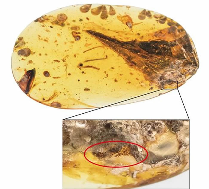 眼齿鸟照片放大图,红圈示意头后部似鳞片状物质