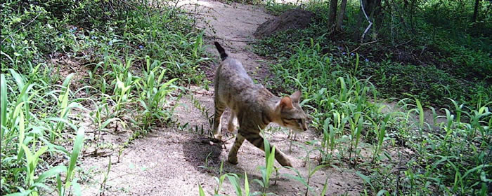 《保护遗传学》:马达加斯加野猫是千年前阿拉伯航海者所带“船猫”的后代