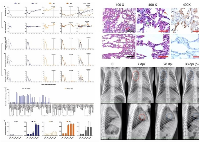 非人灵长类动物实验结果显示新冠肺炎病患康复后不会再次感染
