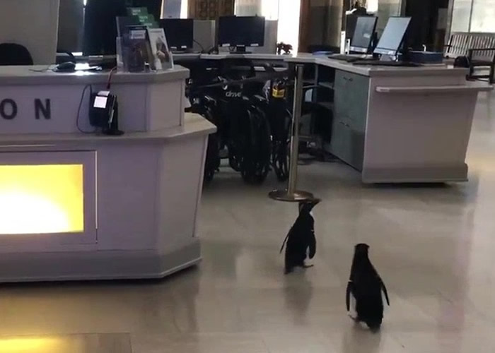 ����֥�Ӹ��л��ˮ����������򸾴�ҡ��ڵ����� �������龰�ȷ�����