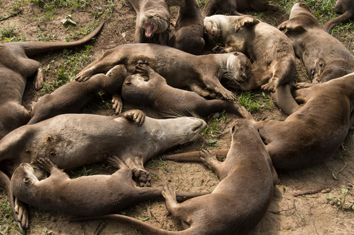 在捕了一整个早上的鱼后,碧山家族在岸边休息了几个小时。 PHOTOGRAPH BY STEFANO UNTERTHINER