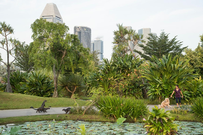在滨海东花园,碧山家族水獭对狗儿起了反应。 当地团队正试图将水獭、人类和宠物之间的负面互动降到最低。 PHOTOGRAPH BY STEFANO UNTERTH