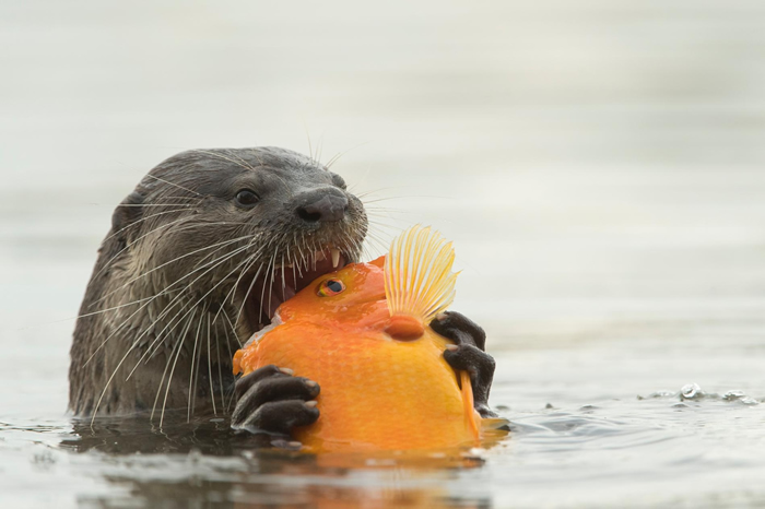 在新加坡的滨海湾,一只水獭正在享用一条鱼。 PHOTOGRAPH BY STEFANO UNTERTHINER