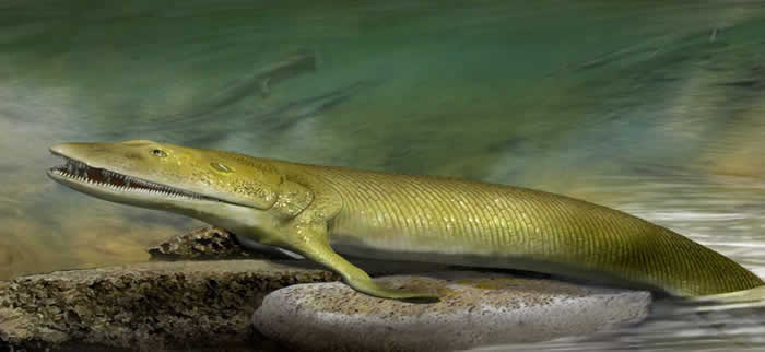 加拿大魁北克的埃斯屈米纳克地层迄今最完整的希望螈化石揭示早期“鱼指”