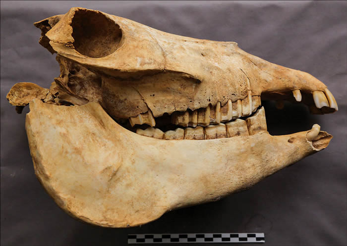 ���ŷ��ֳ���������Ƴ��󸾴�������¿������һ��