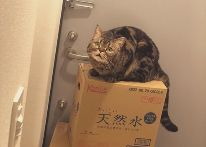 日本铲屎官大胆偷食小鱼干 爱猫“怒瞪”主人