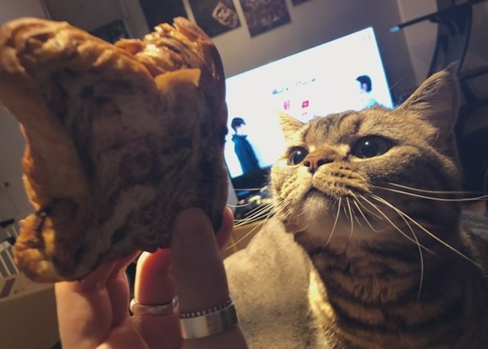 日本铲屎官大胆偷食小鱼干 爱猫“怒瞪”主人
