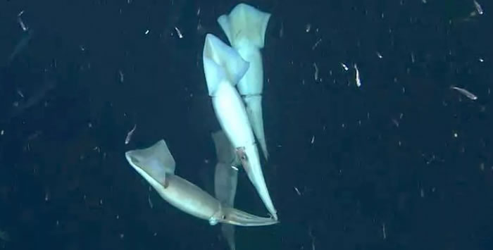 ���о�ָ�ڰ��󺣲�������ֹ�鱤����֮��Ľ���