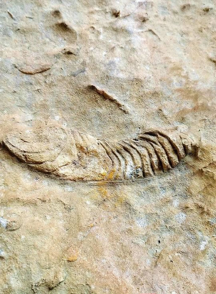 四川泸州古蔺“三鱼洞”发现古岩画及化石