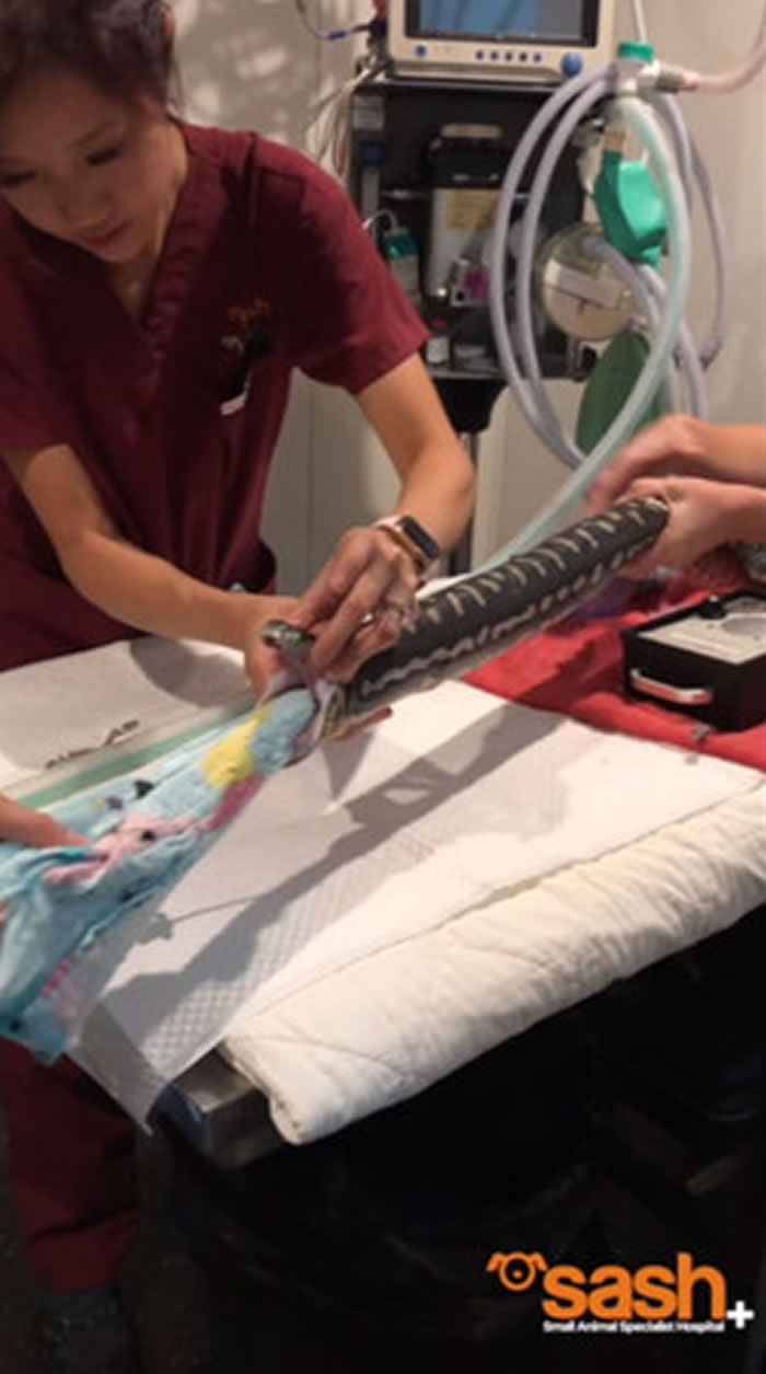 澳洲悉尼小动物专科医院收治肚子胀鼓鼓的丛林地毯蟒 竟从嘴里拉出一张大沙滩巾