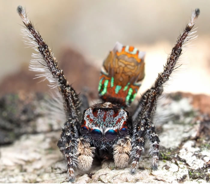 《Zootaxa》:澳洲发现七种新的色彩斑斓的微型孔雀蜘蛛