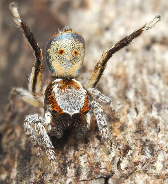 《Zootaxa》:澳洲发现七种新的色彩斑斓的微型孔雀蜘蛛