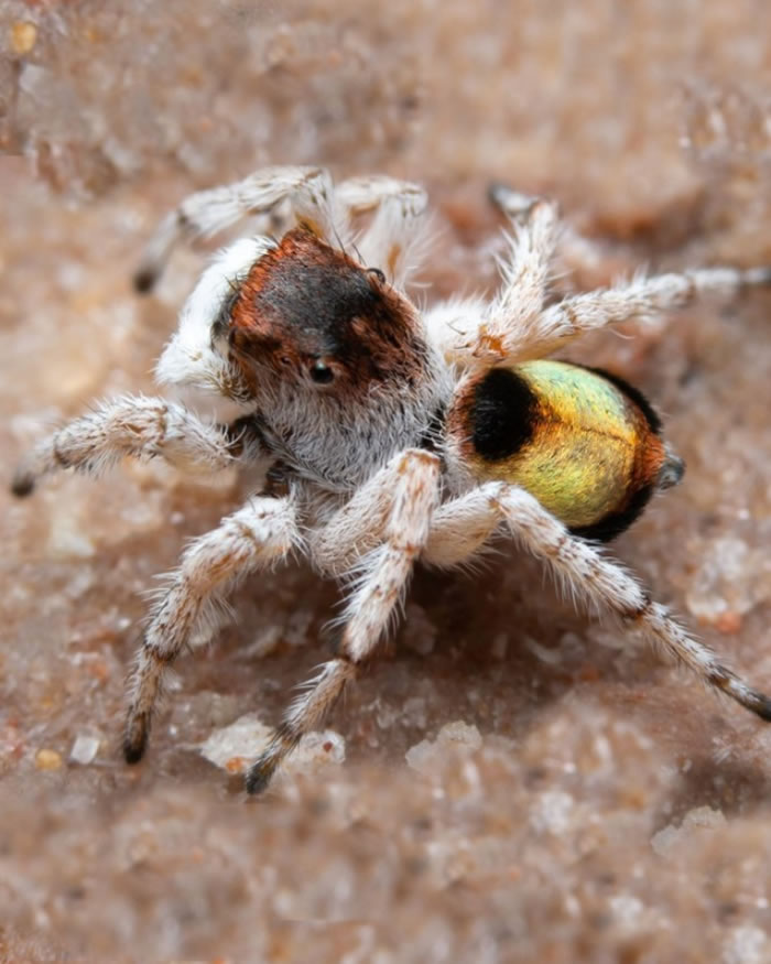 《Zootaxa》:澳洲发现七种新的色彩斑斓的微型孔雀蜘蛛