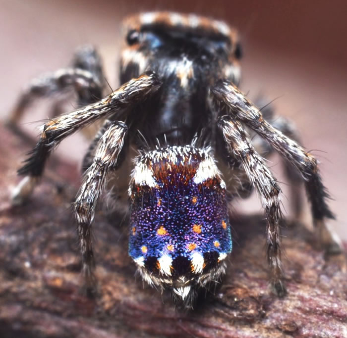《Zootaxa》:澳洲发现七种新的色彩斑斓的微型孔雀蜘蛛
