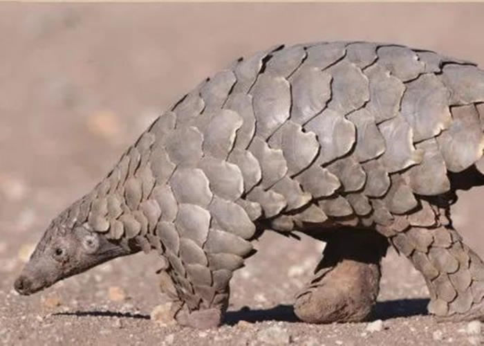 �й��ϲ�����˽�ж��з��ִ�ɽ�״��й�״�������� �о�����ǿ���