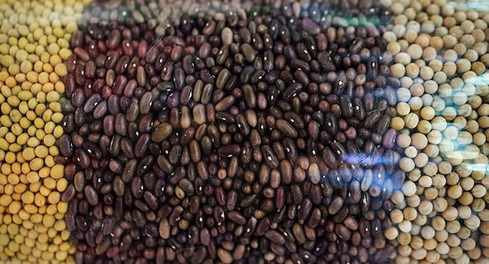 美国宾夕法尼亚州大学营养学家:豆类可以成为替代肉类的有益食品