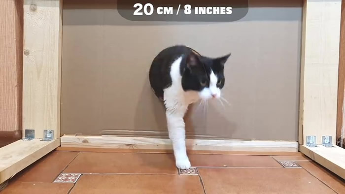 白俄罗斯搞笑肥猫Pusic“穿墙”实验 打破“头过身就过”传说