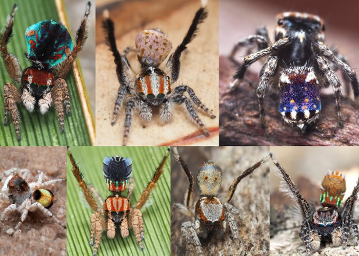《ZOOTAXA》:澳洲发现7个新品种微型孔雀蜘蛛 腹部图案似梵高名作《星夜》