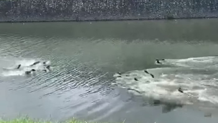 新加坡发生黑帮火拼?原来是两批水獭河中打斗