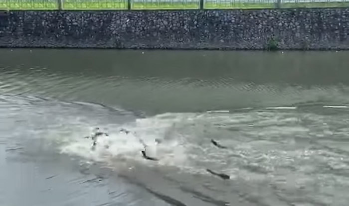 新加坡发生黑帮火拼?原来是两批水獭河中打斗