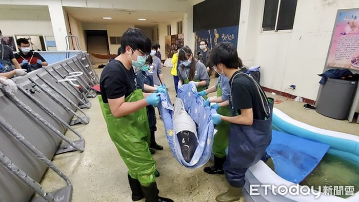 小花纹海豚被鲨鱼攻击搁浅台湾苏澳 获救后发出海豚音