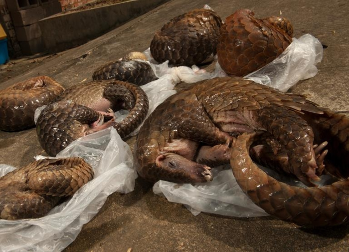 ����ֻ������ɽ�������й�����һ��������ҵ�в��ġ� ѧ��˵�������ֹ���崩ɽ���봩ɽ����ķǷ����ף����ܱ��⼲�������� PHOTOGRAPH BY XIAO C