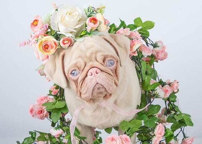 Ӣ���׶ؽ�˿ȸ��ͷ������ɫ�׻��͸�Ȯ ȫ�����ֻ