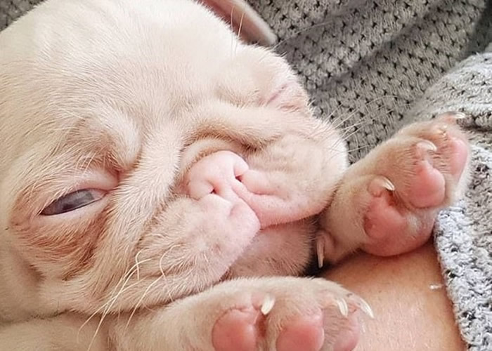 Ӣ���׶ؽ�˿ȸ��ͷ������ɫ�׻��͸�Ȯ ȫ�����ֻ