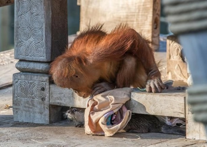 ʱö԰ëɼͥСצˮ̡һҺгദ