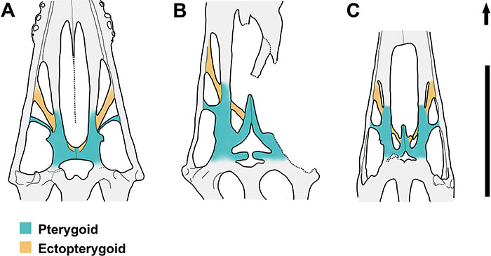 准噶尔翼龙(A)与神龙翼龙类的妖精翼龙(B)和女神翼龙(C)颚区对比