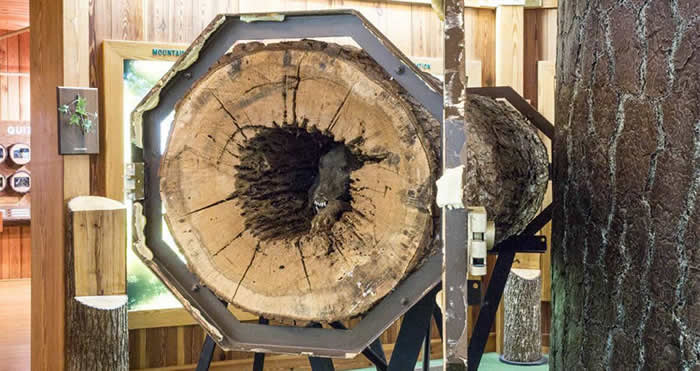 美国猎犬塞得奇Stuckie追捕浣熊时卡在中空树干内活活饿死 风干20年变木乃伊