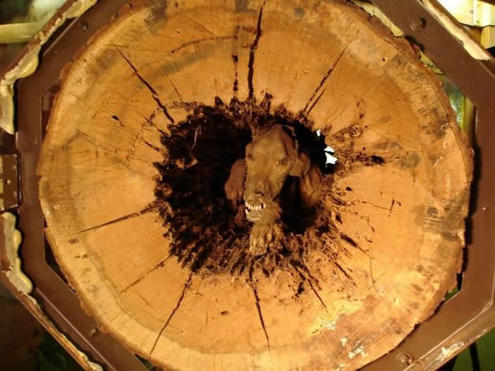 美国猎犬塞得奇Stuckie追捕浣熊时卡在中空树干内活活饿死 风干20年变木乃伊