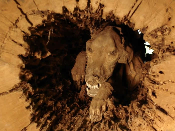 美国猎犬塞得奇Stuckie追捕浣熊时卡在中空树干内活活饿死 风干20年变木乃伊