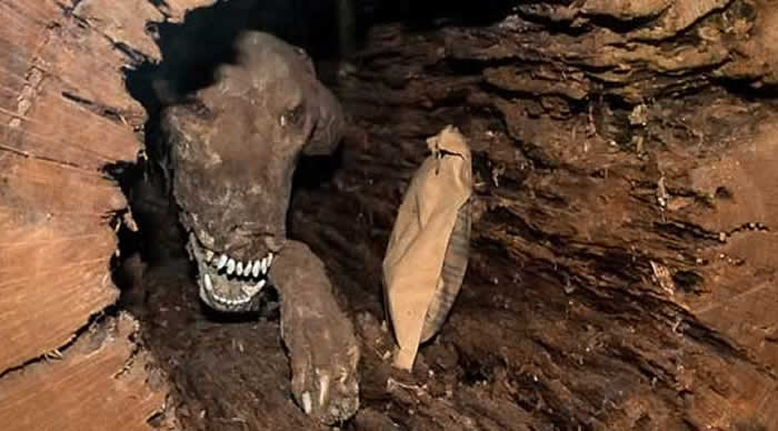 美国猎犬塞得奇Stuckie追捕浣熊时卡在中空树干内活活饿死 风干20年变木乃伊