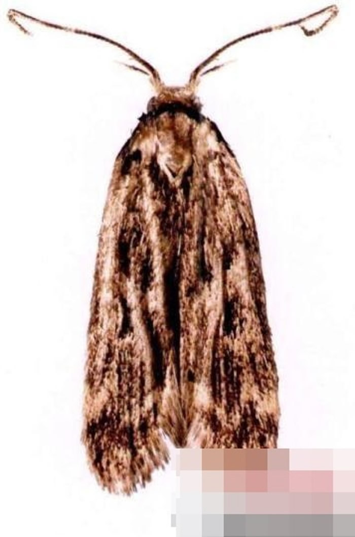 ݺԽŴнػ׵ī桢ڸӬߵ׵ȶк