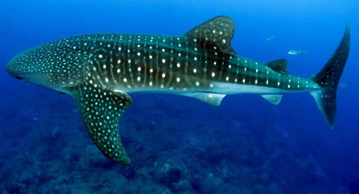 ��ѧ��ͨ��������ۼ��������������� �����ɴ�������