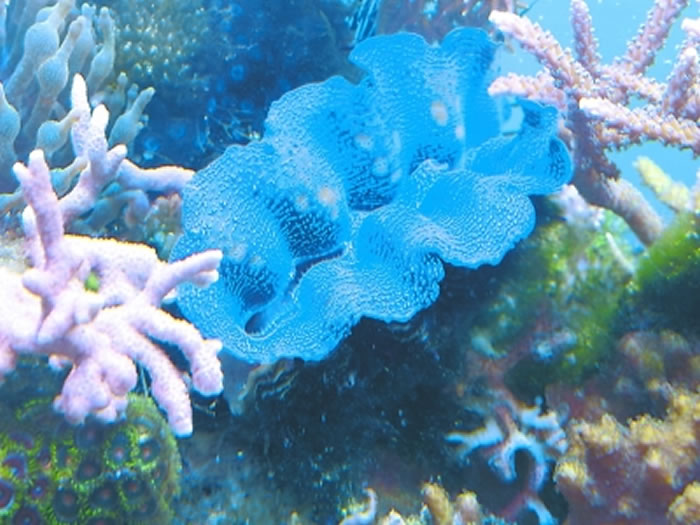 南海砗磲化石隐藏古代天气信息