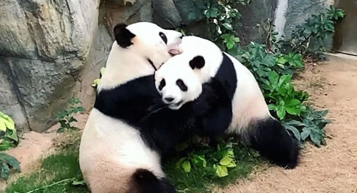 ��ۺ���԰���״����������߹ر� ����èӯӯ���������ڽ���