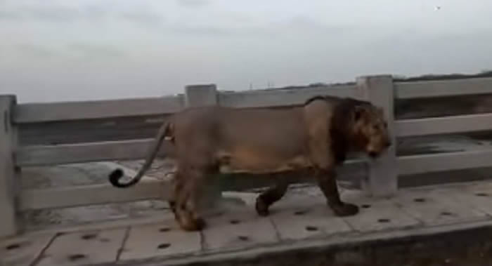 ӡ�ȹż����ذ������ĵ�һͷʨ����ҹ�ڳ��н�ͷ�й�