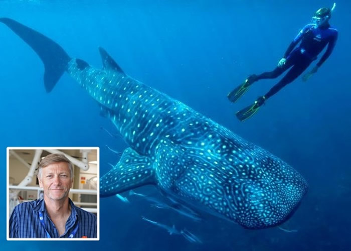 米卡恩(小图)和团队找到可更准确得知鲸鲨年龄的方法。