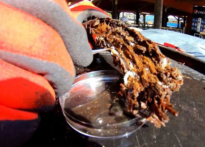 美国亚拉巴马州6万年前森林遗址木头上的船蠹发现新品种细菌 助研抗生素