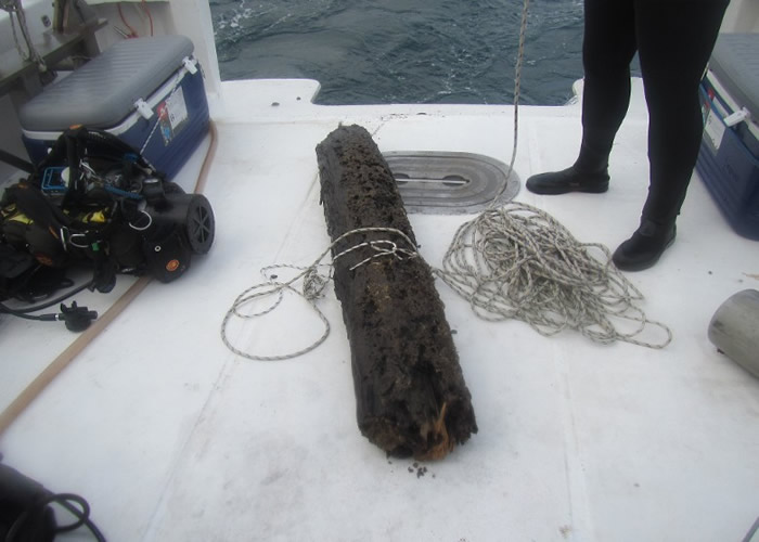 美国亚拉巴马州6万年前森林遗址木头上的船蠹发现新品种细菌 助研抗生素