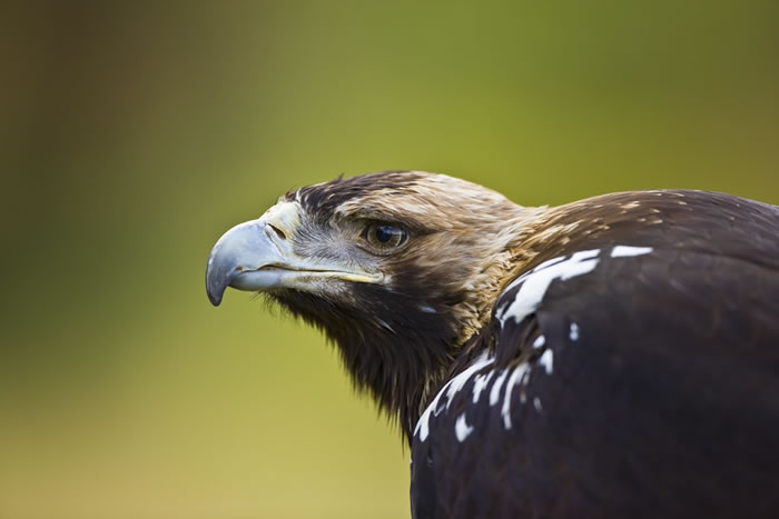 盗猎是白尾海雕和白肩雕(此图)等稀有物种最常见的死亡原因之一。 照片来源:naturepl.com / Juan Carlos Munoz / WWF(CC B